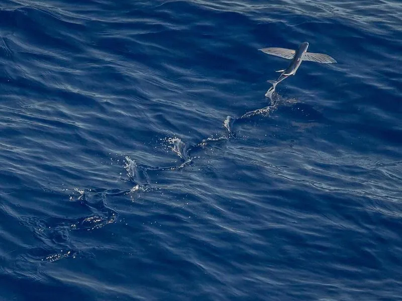 San Jose Silicon Valley Virtual Escape Room - Featured image