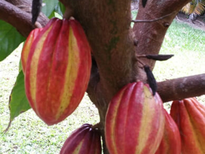 Chocolate Confections Workshop for Team Building - Featured image