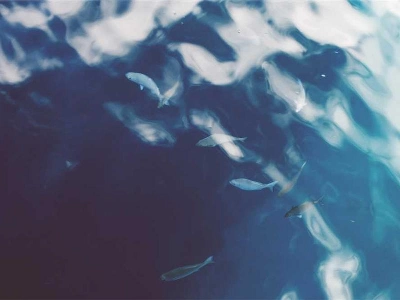 Morgan Hill Event Sanitation Specialists Cleaning - Featured