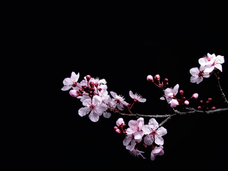 Videography - Featured image