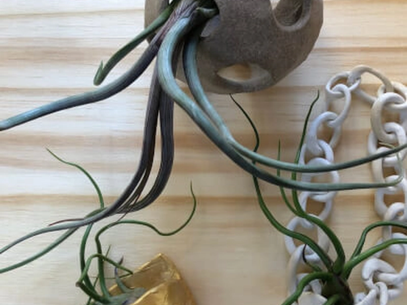 Ceramic Planter Creation Workshop for Team Building Activities - Featured image