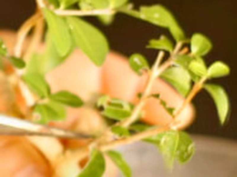 Floating Terrariums Workshop: Create Gravity-Defying Gardens - Gallery image