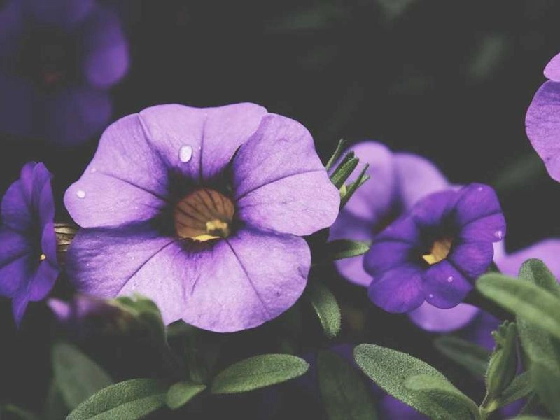 Daly City Corporate AV & Staging Solutions - Gallery image