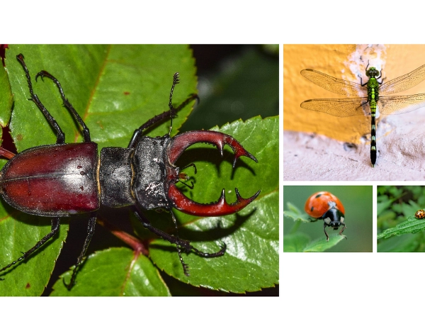 meer bug bash Jun 3