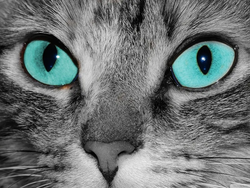 Beauty - Featured image