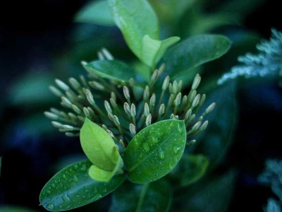 Salinas Corporate Stylists Decoration - Featured