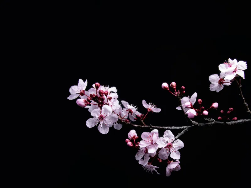 Virtual Request - Gallery image