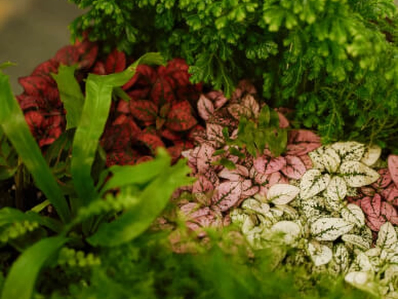 Tropical Terrarium Creation Workshop for Team Building - Featured image