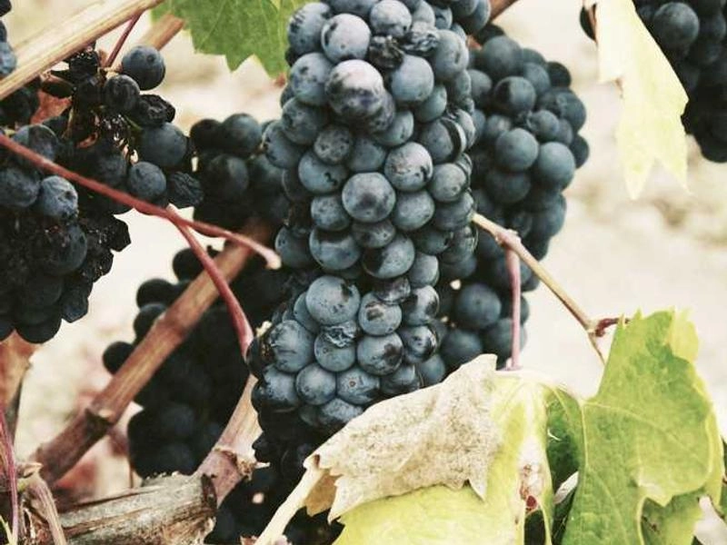 Napa Vine & Craft Workshop Kits - Gallery image