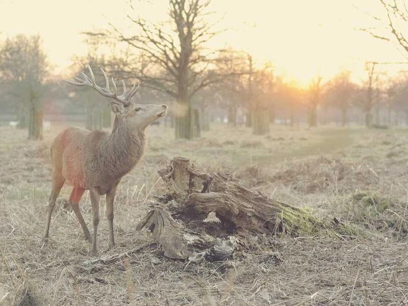 San Rafael Global Connect Translations - Gallery image