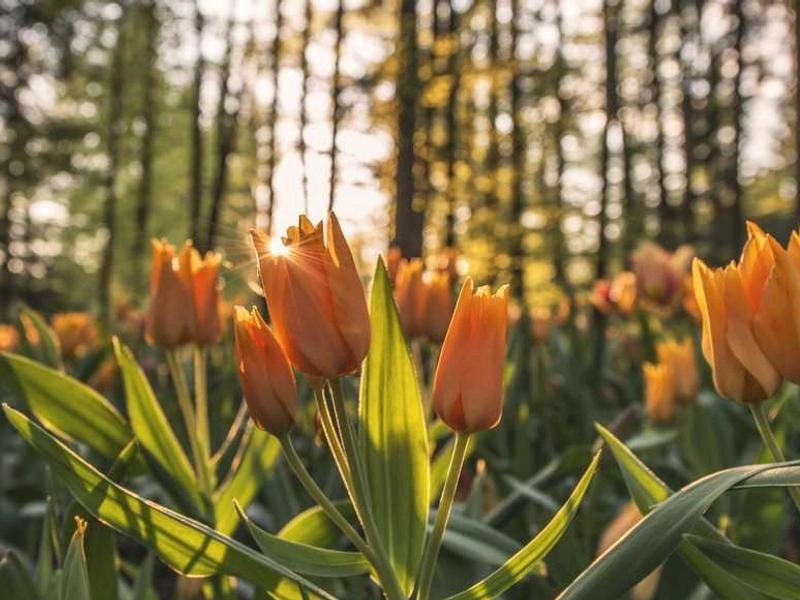 Anaheim Corporate Visuals Collective - Gallery image