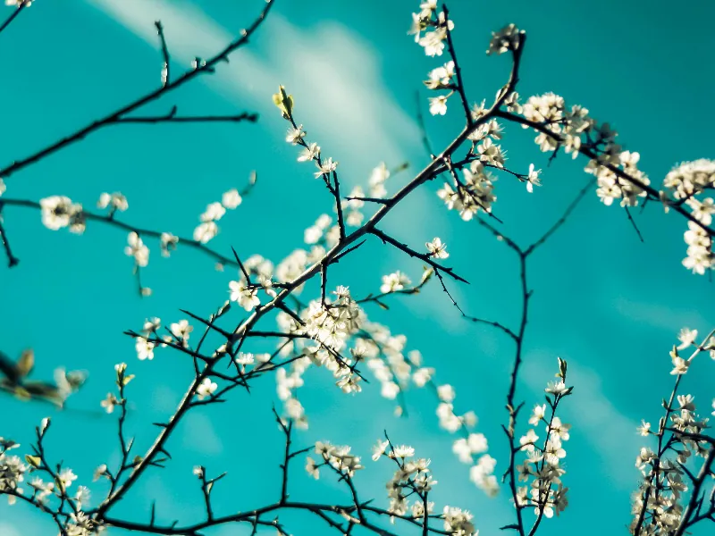 Security - Gallery image