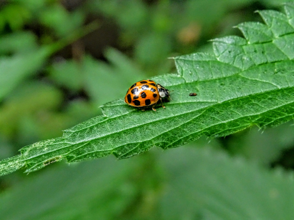 Bug Bash 17.02.25