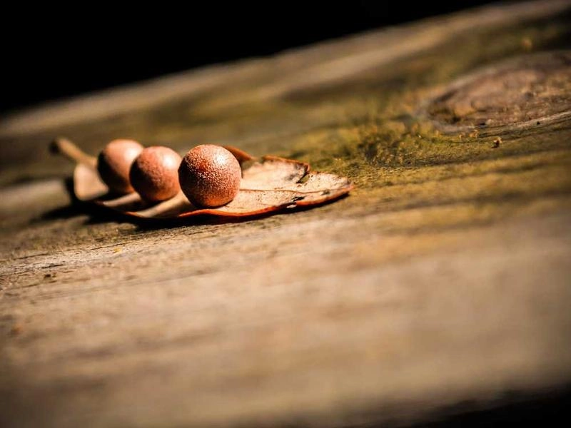 Morgan Hill Event Sanitation Specialists - Gallery image