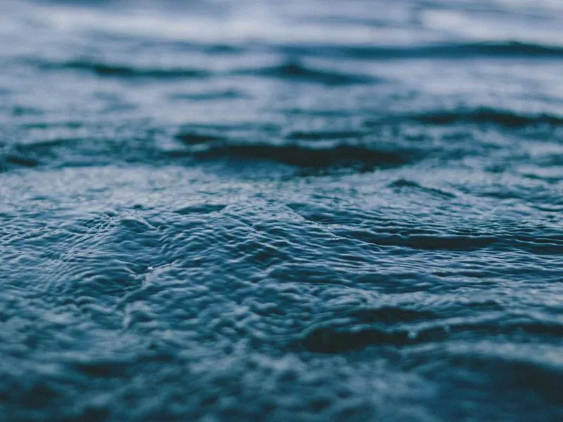 Portland Forest Foraging & Team Building - Gallery image