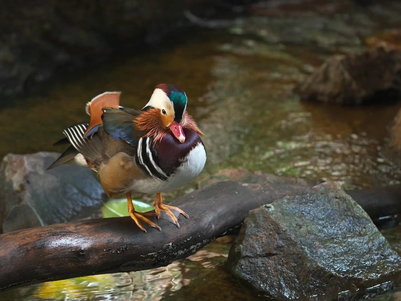 Foody Party no duration - Gallery image