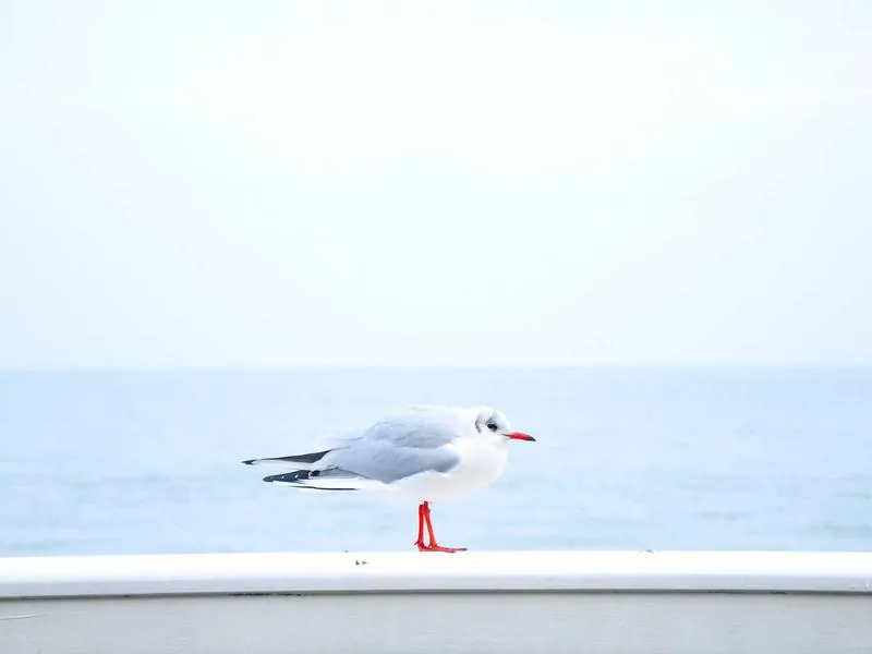 San Francisco Virtual Team Odyssey - Gallery image