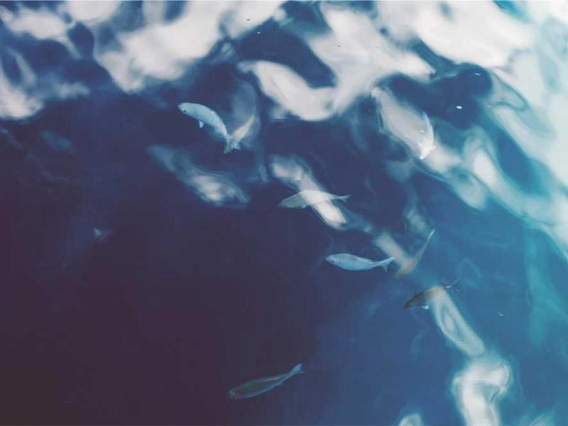 Oakland Global Voice Translation & Interpretation - Gallery image