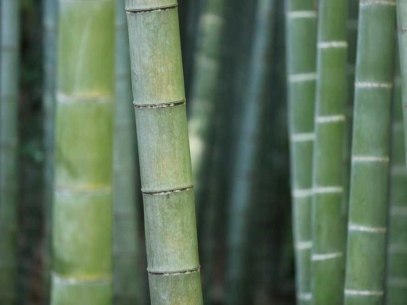 Compton Global Voice Translation & Interpretation - Gallery image