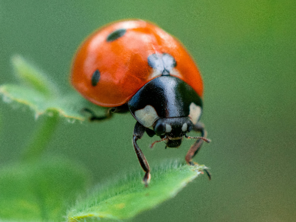 Meer Bug Bash 26-02-25