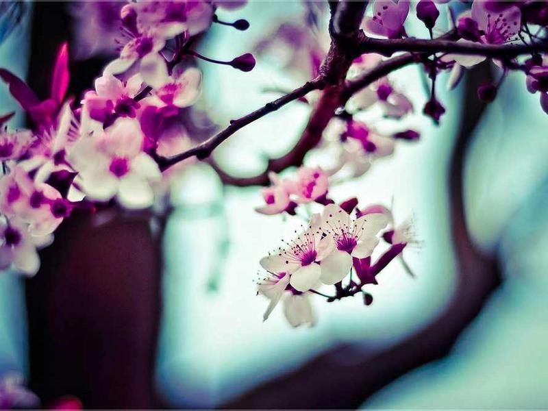 Sunnyvale Circuit Forge - Gallery image