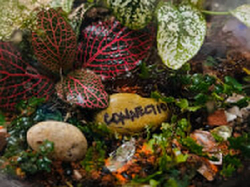 Tropical Terrarium Creation Workshop for Team Building - Gallery image