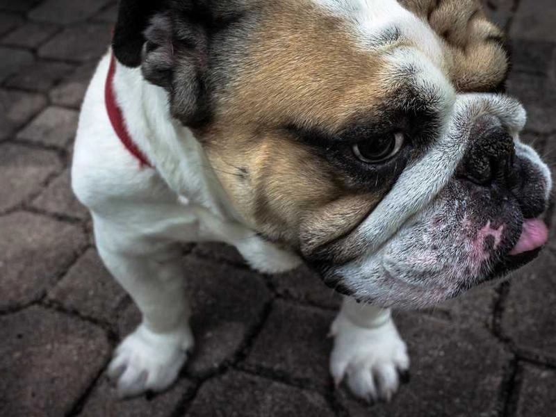 Livermore Corporate Staffing Solutions - Gallery image