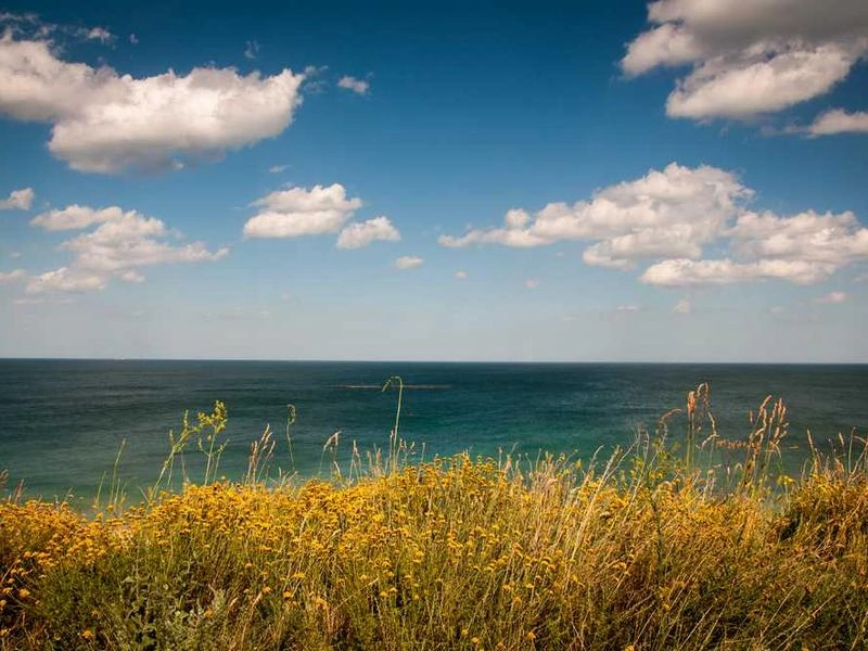 Arcadia Synergy Forge - Featured image